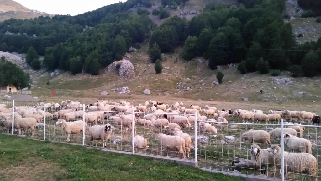 Шале Katun Mokra Подгорица-71