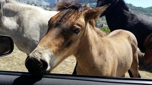 Шале Katun Mokra Подгорица-52